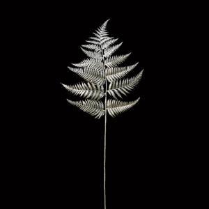 ASCA アスカ メタリックファーン (AX60112-000)【入数:12】