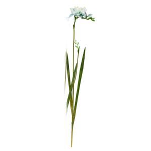 ASCA アスカ フリージア (A-34462-051R)【入数:12】