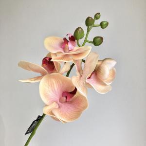 ASCA アスカ コチョウランX5 つぼみX5 (A-34541-004)【入数:24】