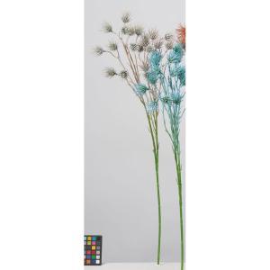 ASCA アスカ アザミX20 (A-34567-003G)【入数:24】