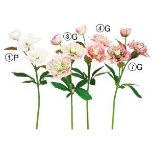 ASCA アスカ クリスマスローズX3 (A-34587-007G)【入数:24】