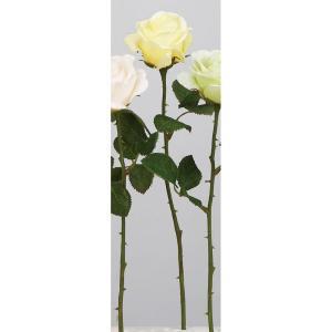 ASCA アスカ ローズ (A-34616-020)【入数:24】