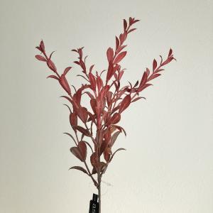 ASCA アスカ マートルスプレー (A-44267-015)【入数:36】