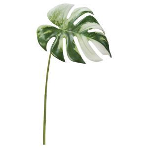 ASCA アスカ モンステラ (A-44389-051V)【入数:24】