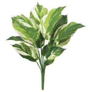 ASCA アスカ カラテアブッシュ (A-44404-051V)【入数:12】