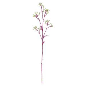 ASCA アスカ カンガルーポー (A-34826-007G)【入数:24】