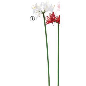 ASCA アスカ ネリネリリィ (A-34829-001)【入数:24】