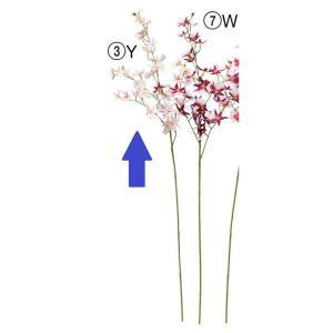 ASCA アスカ オンシジュームX32 (A-34836-003Y)【入数:36】