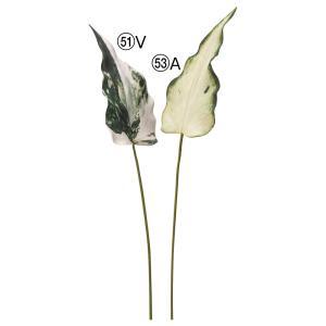 ASCA アスカ カラジューム (A-44479-053A)【入数:24】