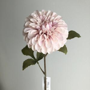 ASCA アスカ ダリア (A-34909-055B)【入数:24】