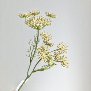 ASCA アスカ クイーンアンズレース×2 (A-34921-008A)【入数:24】