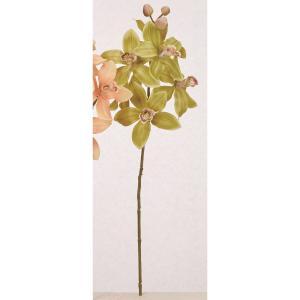 ASCAアスカシンビジューム×6つ...