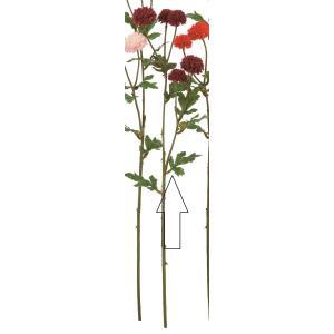 Flower Arrangements - ASCA アスカ ポンポンマム×5 (A-73438-015A)【入数:24】