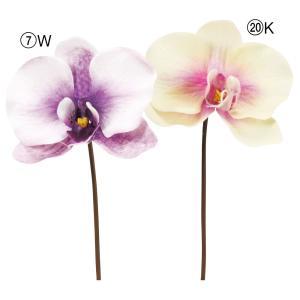 ASCA アスカ コチョウランピック (A-34995-007W)【入数:24】