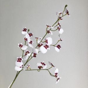 ASCA アスカ オンシジューム×32 つぼみ×2 (A-34996-007W)【入数:36】