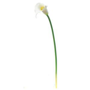 ASCA アスカ カラーリリィ (A-32926-001)【入数:12】