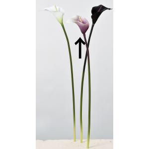 ASCA アスカ カラーリリィ (A-34082-007W)【入数:12】