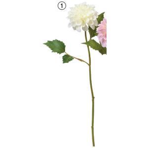 ASCA アスカ ダリア (A-34697-001)【入数:36】