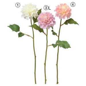 ASCA ������ ���ꥢ (A-34697-004)������:36��