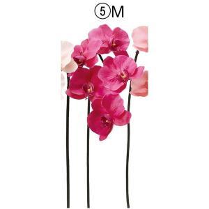 ASCA アスカ コチョウランX5 (A-34837-005M)【入数:12】