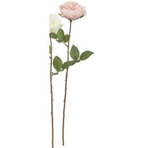 探病 - ASCA アスカ ローズ (A-35277-055B)【入数:12】