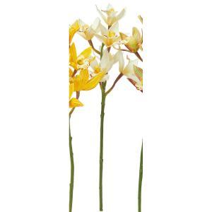 ASCAアスカシンビジューム×5