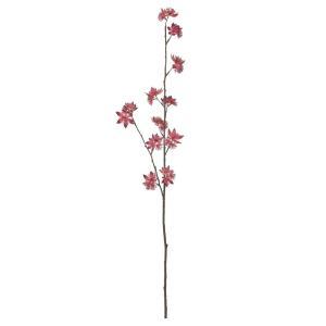 ASCA アスカ アストランティア×34 (A-35309-015A)