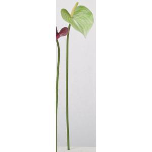 Wedding Celebration - ASCA アスカ アンスリウム (A-73461-052B)【入数:24】