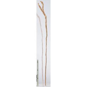 ASCA アスカ セッカヤナギ (A-74691-040)【入数:12】