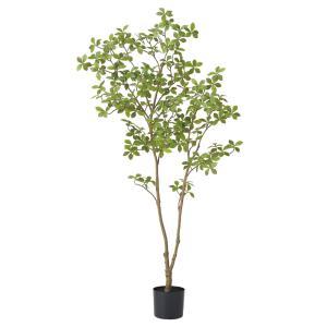 ASCA アスカ マダガスカルアーモンドツリー(ポット付) (A-51141-051A)