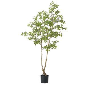 ASCA ������ �ޥ��������륢�����ɥĥ꡼(�ݥå���)��¤�ִ��ռ��ڡ� (A-51142-051A)