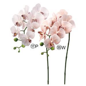 ASCA アスカ コチョウランX8 つぼみX4 (A-34707-055W)【入数:12】