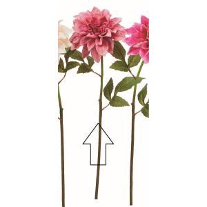 ASCA アスカ ダリア (A-35152-022)【入数:12】