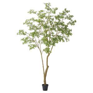 ASCA ������ �ޥ��������륢�����ɥĥ꡼(�ݥå���)��¤�ִ��ռ��ڡ� (A-51148-051A)