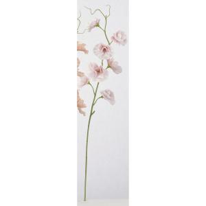 ASCA アスカ スイトピー×7 (A-35317-017W)【入数:24】