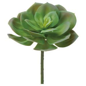 ASCA アスカ サッカレンテン (A-44794-051A)