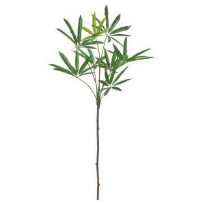 ASCA アスカ シェフレラ (A-44894-051A)【入数:12】