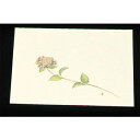 【まとめ買い10個セット品】 尺三 懐石まっと クリーム(100枚入)WSS-6 あじさい(5月〜6月)【ECJ】