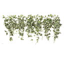 【まとめ買い10個セット品】人口観葉植物 グリーンシダレガーランドオランダアイビー1本 61-174-2-3【 演出・ディスプレイ用品 店内装飾用品 フェイクグ...