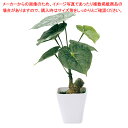インテリアグリーン光触媒加工 ジャロファ 1個 61-798-99-1【ECJ】