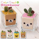 【土日もGWも毎日営業】サウンドスパイス カラーサンドdeリラックマ Rilakkuma カラーサンド colorsand サボテン 観葉植物 寄せ植え 土 コリラックマ ミニサボテン プレゼント 種類 ボックス 祝い クリスマス お返し 誕生日 ギフト 女性