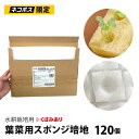 【ネコポス専用】 葉菜用 スポンジ 培地 くぼみあり 120個 送料込 単品購入限定 【12時迄で即日発送】【代引不可】