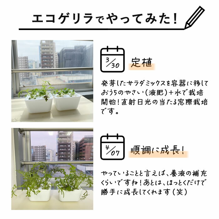 水耕栽培 容器 栽培ケース 5株分×2個セット 栽培容器 キット セット 容器 スポンジ...
