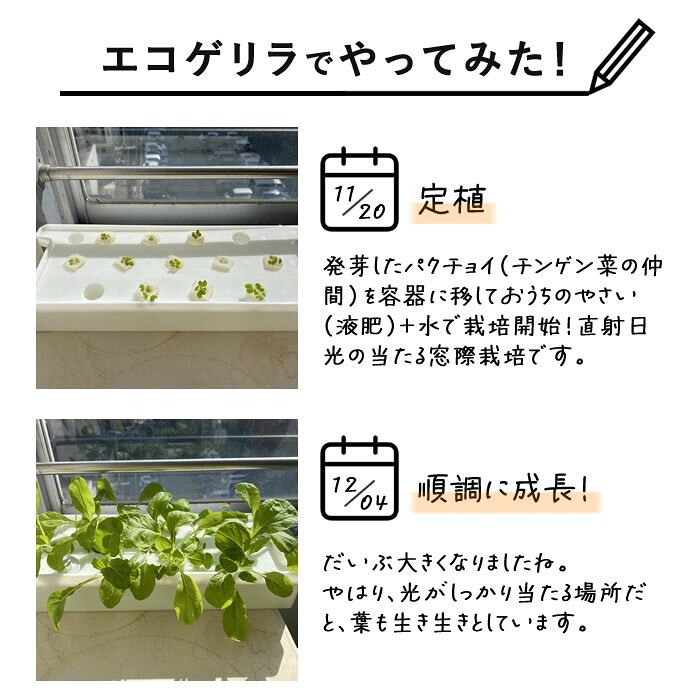 水耕栽培 容器 栽培ケース 13株分 栽培容器 キット セット 容器 スポンジ 培地 自...