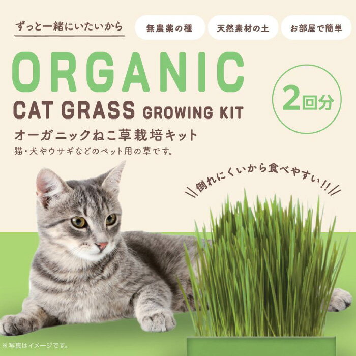 ペットも安心！無農薬・化学肥料なし オーガニック 有機種子 ねこ草 小麦 栽培セット 商品説明 大切なペットだからこそオーガニックを！ペットを大切にするお客様の声から生まれた、オーガニックの種から育てるねこ草栽培セット。カンタンに栽培できて、一週間ほどで食べ頃になります。環境にもペットにもやさしい素材で揃えました。 商品詳細 商品内容 栽培容器・ネコ草(小麦)の種 2回分・土（圧縮ココヤシ培地)2回分 容器サイズ 11×11×高さ5(cm) おかわりの種 ネコ草の種 ねこ草(小麦)4gに含まれる主な成分 ビタミンA(1500IU) ビタミンE(320mg) ビタミンK(35.0mcg) チアミン(11.00mg) リボフラビン(2600mg) ナイアシン(2520mg) ビタミンB6(39.0m) パントテン酸(36.00mg) 鉄(8.00mg) 亜鉛(62.00mg) 銅(1.70mg) マンガン(1400mg) nutritiondata.self.com参照 特長 ●栄養豊富な小麦の種 セットの種は「小麦」日本でねこ草といえば大麦が主流ですが、欧米で人気の小麦を使用。小麦の若葉は栄養豊富。 小麦若葉を低温圧縮したジュースは「ウィートグラス・ジュース」と呼ばれ、海外セレブやモデルが美容のために愛飲するほど栄養バランスに優れています。 ●安心・安全なオーガニックの種 化学農薬・化学肥料なし、遺伝子組み換えなしで栽培・採種されたオーガニックの種。ヨーロッパ有機認証を取得しています。化学種子消毒もしていないので、万が一種を食べたりなめたりしても安心です。 ●環境にもペットにもやさしいこだわりのココピート 栽培に使われる土は「ココヤシの外皮」を砕いたもの。ココヤシの外皮は、多孔質のため通気性、排水性に優れています。また、保水性も優れているので世界中で人気の栽培用土です。 ヤシの木は生長が早い上、ヤシの実を収穫したあと廃棄されるココヤシの外皮を利用しているので、環境破壊することがありません。環境にもペットにもやさしい100％天然素材です。使用後は可燃ごみとして捨てられます。 ●カンタンに栽培できる 土の表面が乾かないよう、霧吹きなどで水やりしながら栽培するだけです。7〜10日で食べ頃です。 エコゲリラ店長のひとことメモ オーガニック の種 で ペットも安心！ ペット用のねこ草！農薬なし・化学肥料なしで栽培・採種された有機の種です。 ペットを大切にするお客様の声から生まれました。ネコだけでなくイヌも喜びます！