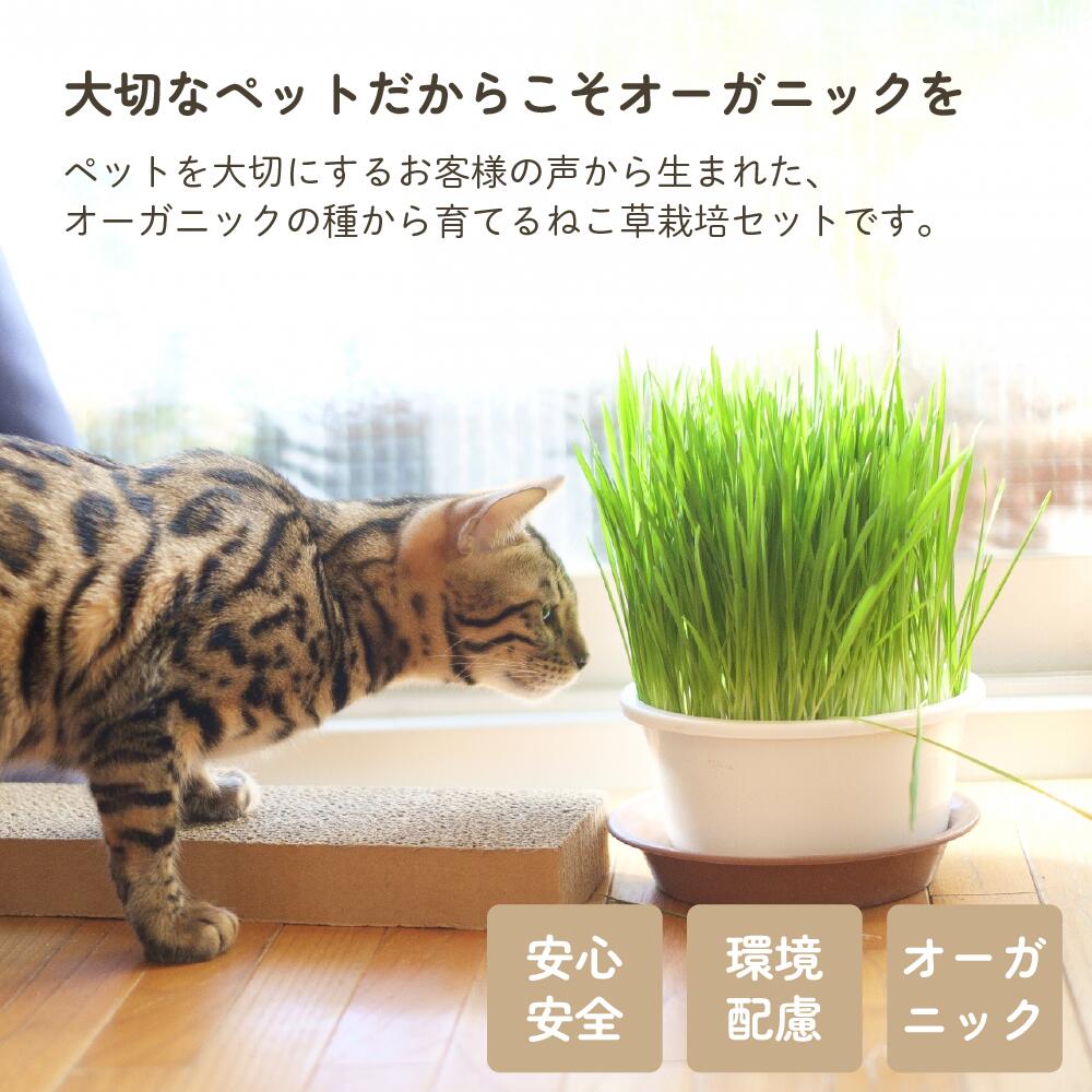 ねこ草 栽培セット オーガニックの種 2回分 有機 水耕栽培キット 水耕栽培セット ...