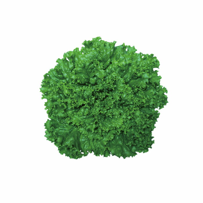 �� �꡼�ե쥿�� �쥿�� �ե��󥷡����꡼�� ���� 1.5mL ��̺��� �ڹ̺��� �ں��� ��� �����ڱ� ���� ��ñ ���� �ڼ�Τߥͥ��ݥ��زġ�