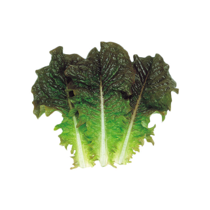 種 リーフレタス レタス カルビーレッド サンチュ 赤かぎちしゃ 小袋 1.5mL 水耕栽培 土耕栽培 土栽培 ..