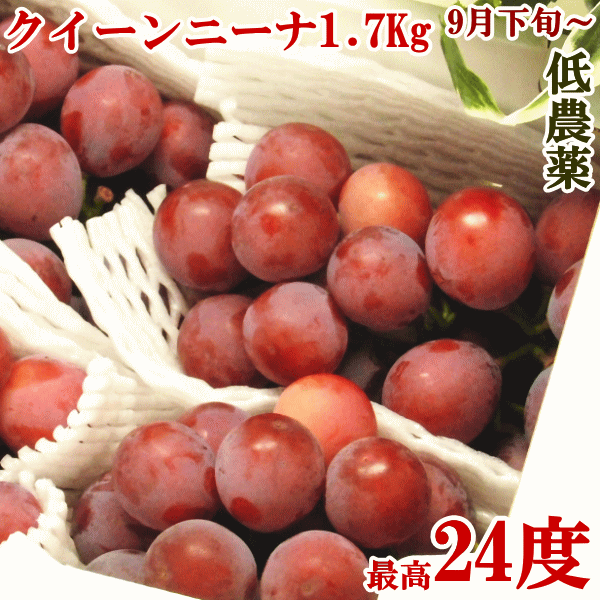 （ご予約品：限定120箱）高級ぶどう葡萄、クイーンニーナ1.7kg(2-4房程度)長野県/保科さんが最高峰有機肥料で栽培！budou 産地直送 生産者直送 秀品 高糖度 甘い赤系　赤ぶどう　クイーン111【楽ギフ_のし宛書】