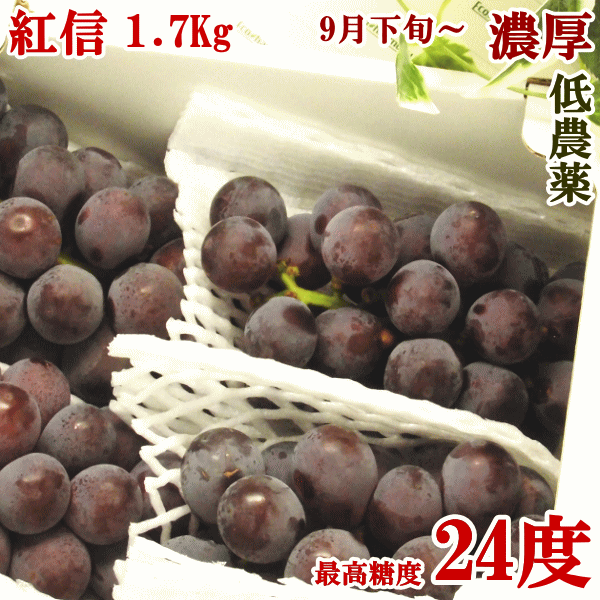 （ご予約品：20箱限定）高級ぶどう葡萄、紅信（種なし）1.7Kg詰め長野県の保科さんが最高峰有機肥料で栽培budou 産地直送　産直　秀品　ぶどう　甘い　赤ぶどう赤系　赤葡萄 紅ぶどう 高糖度 厳選紅信111【楽ギフ_のし宛書】